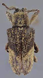  Euthima araujoi , male holotype specimen; © E.H. Nearns